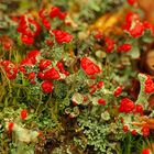 A fleurs de lichens