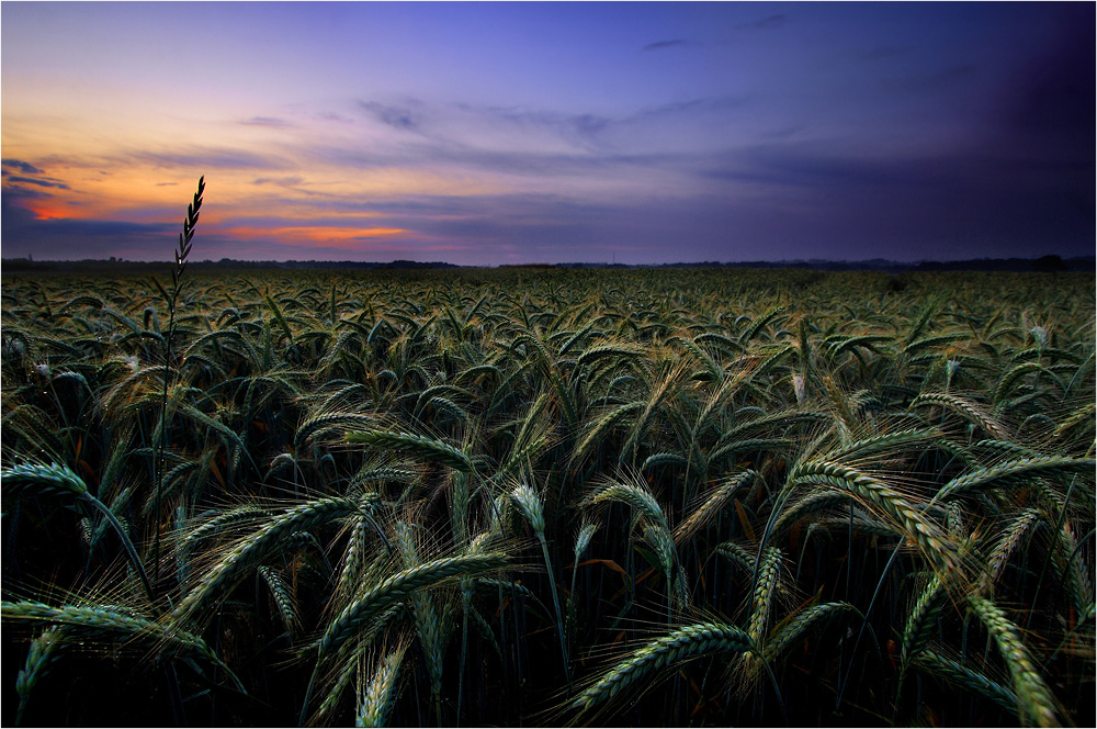 A flight of fancy on a windswept field II