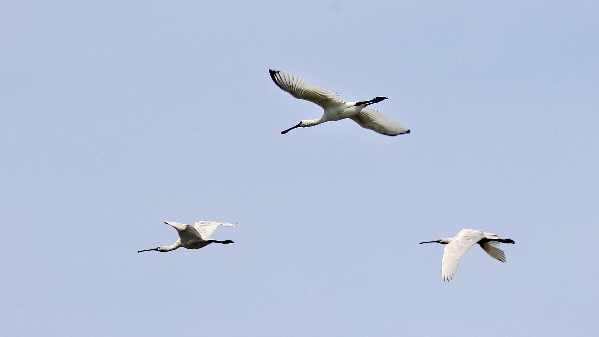 a flight spoonbills