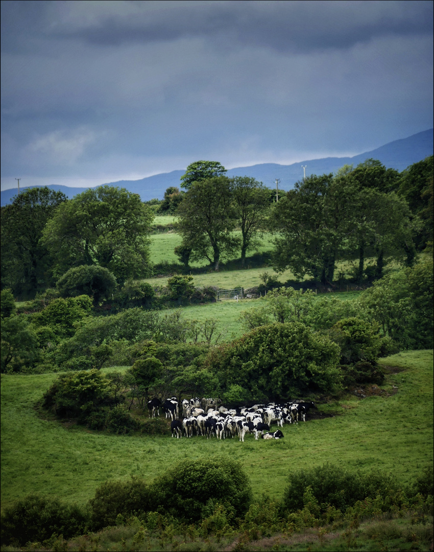 A flock of Friesians