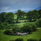 A flock of Friesians