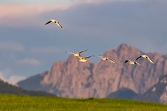 A flock of seagulls