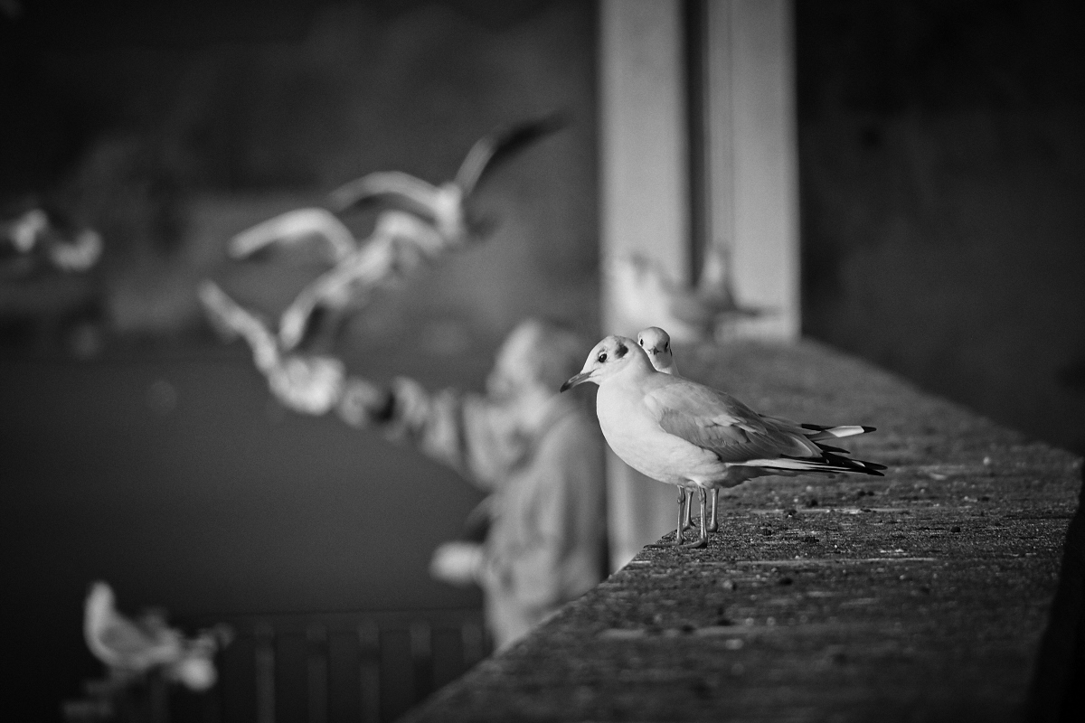 A Flock of Seagulls