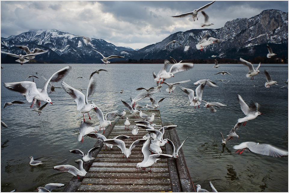 A Flock of Seagulls