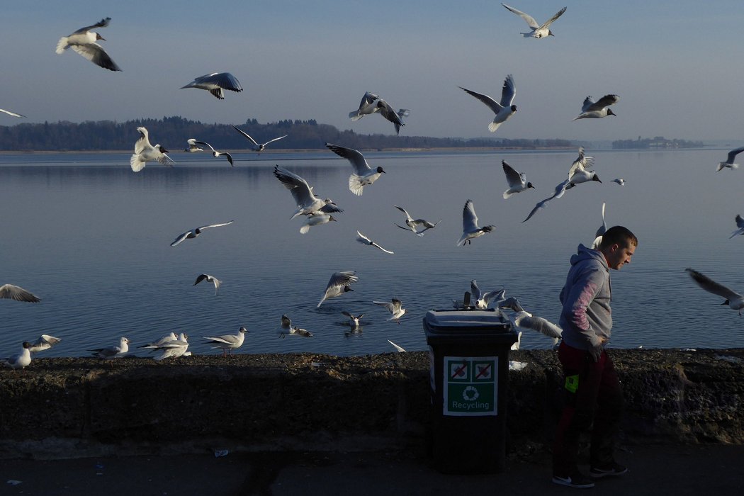 A Flock of Seagulls