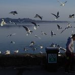 A Flock of Seagulls