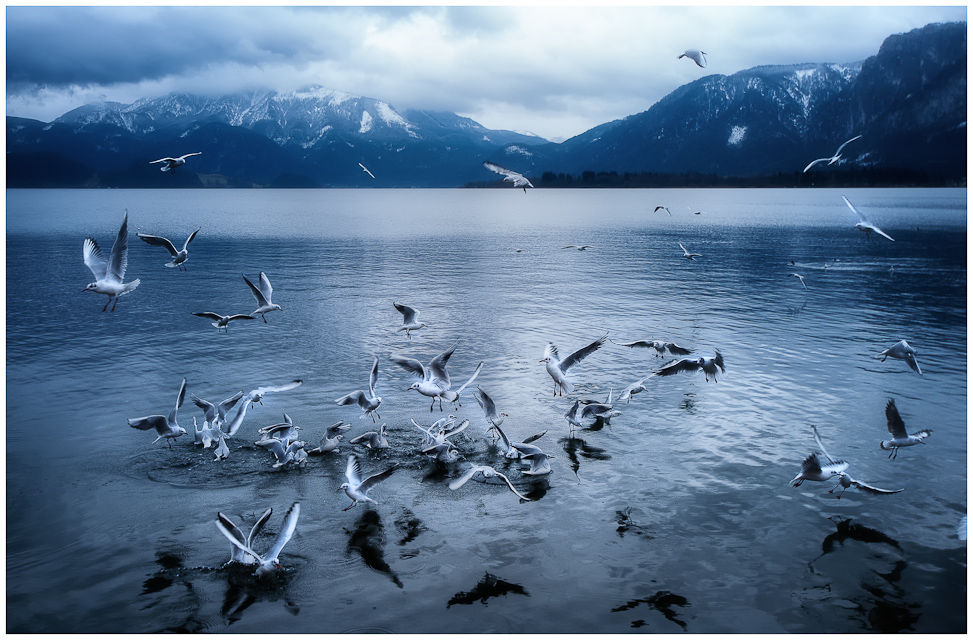 A Flock of Seagulls II