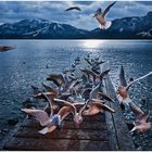A Flock of Seagulls III