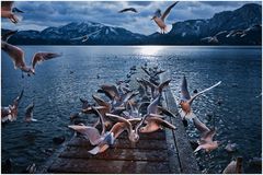 A Flock of Seagulls III