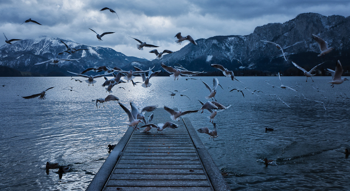 A Flock of Seagulls IV