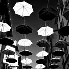 "a flock of umbrellas"