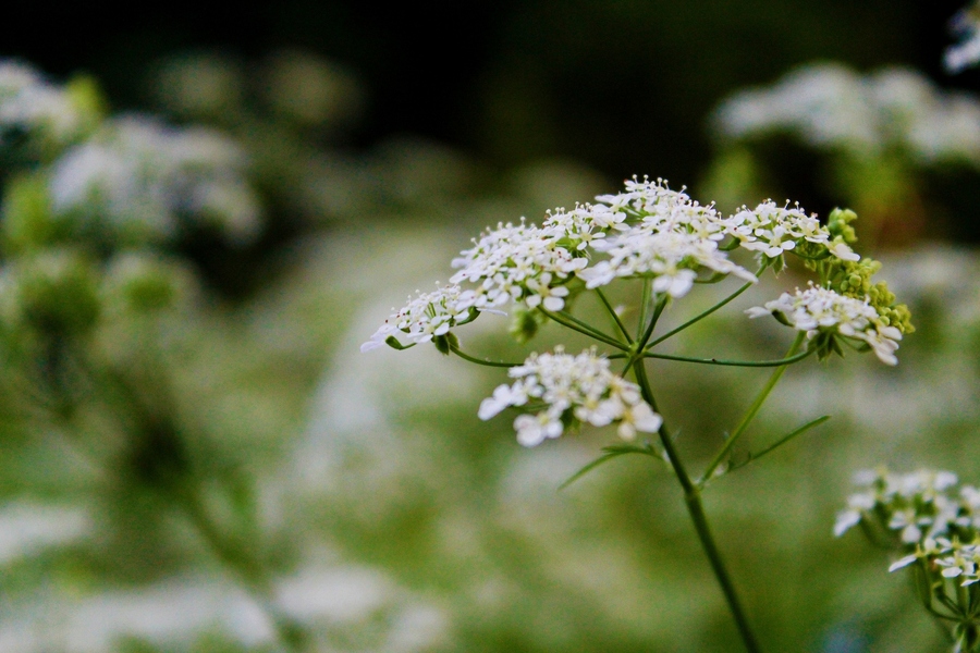 A Flower Bokeh