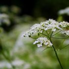 A Flower Bokeh