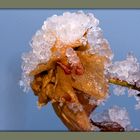 A Flower in Ice