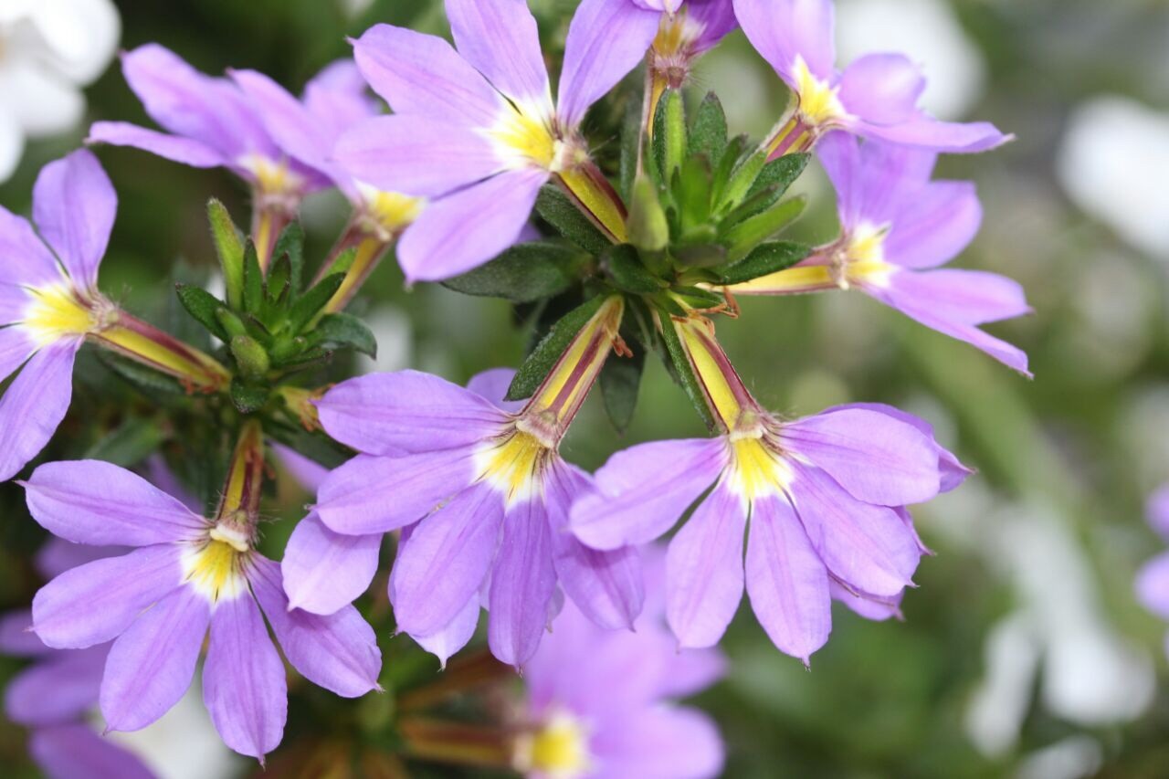 a flower in my garden