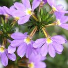 a flower in my garden