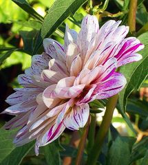 A flower in pink