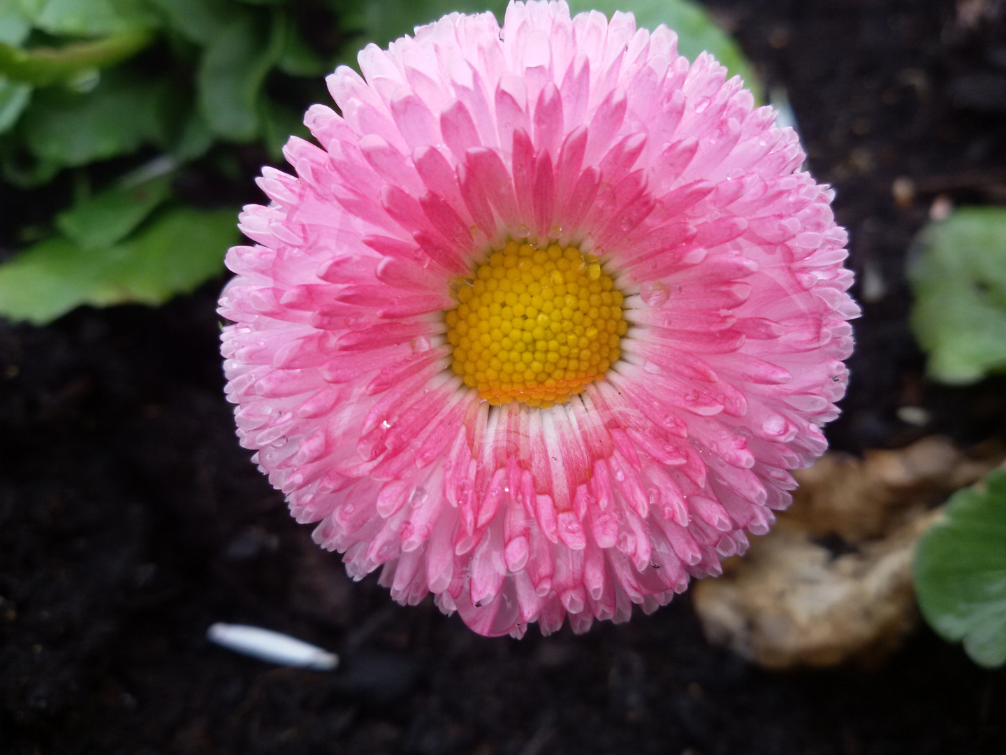 a flower in the rain