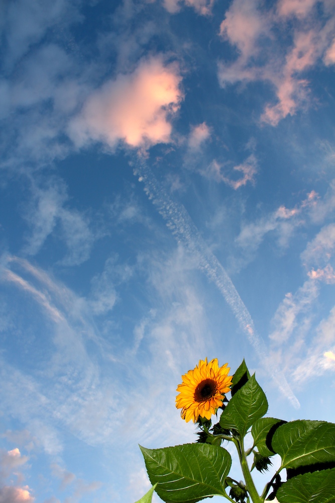 a flower in the sky - oder im himmel?