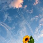 a flower in the sky - oder im himmel?