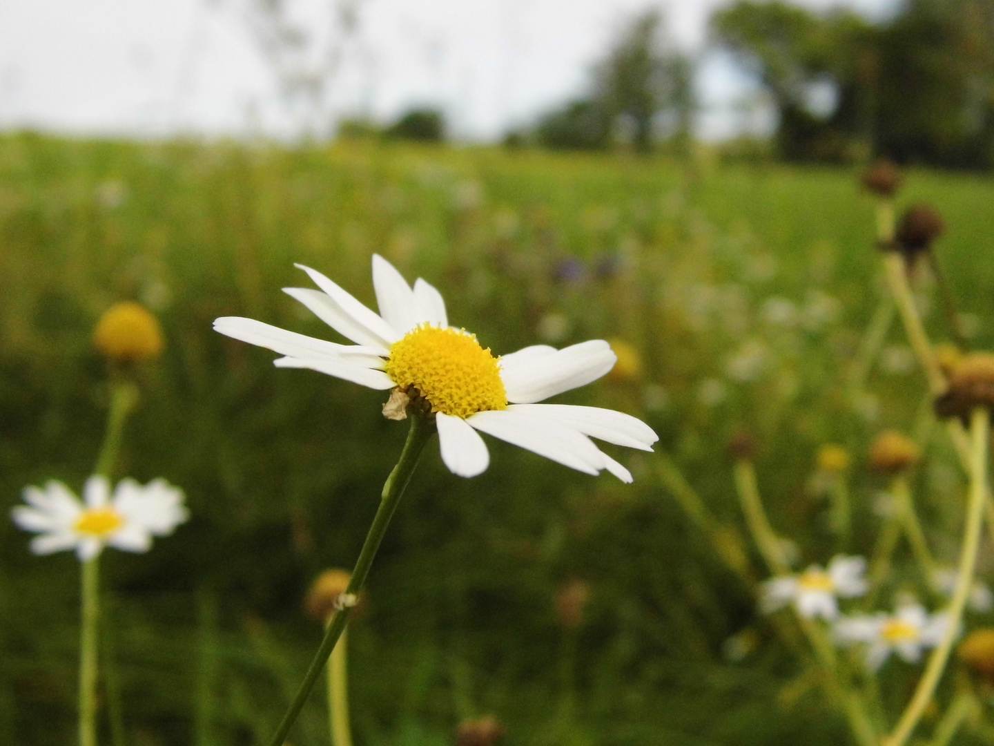 a flower in the summer