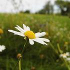 a flower in the summer