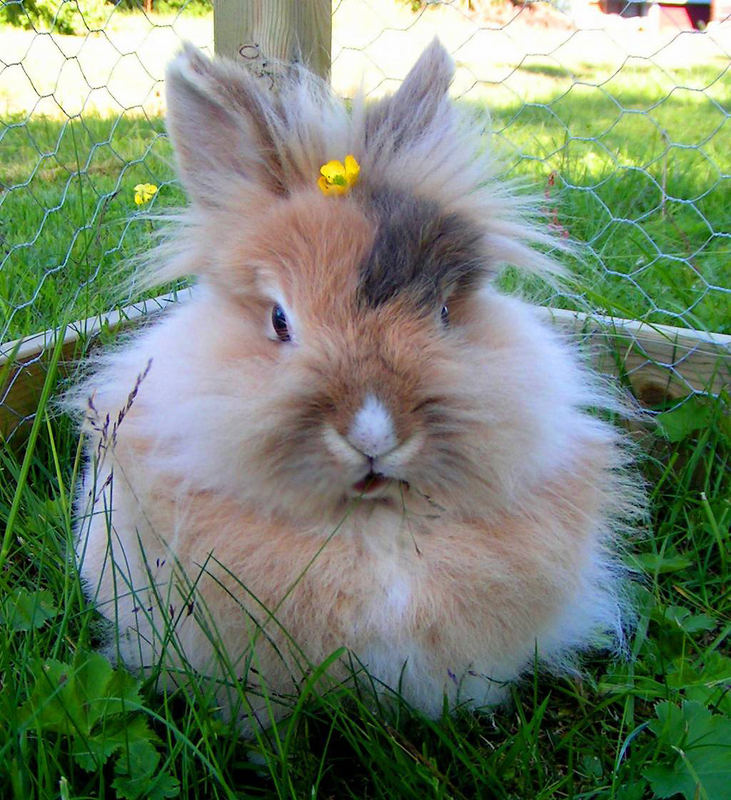 a flower in your hair