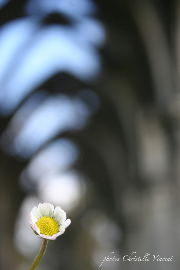 A flower to decorate the Cathedrale...