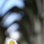 A flower to decorate the Cathedrale...