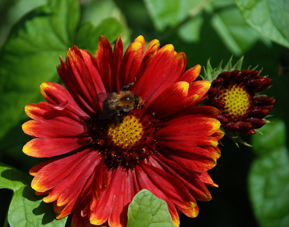 A flower with a bumble-bee