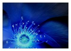 A flower´s blue sun