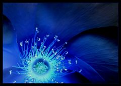 A flower´s blue sun (reload)