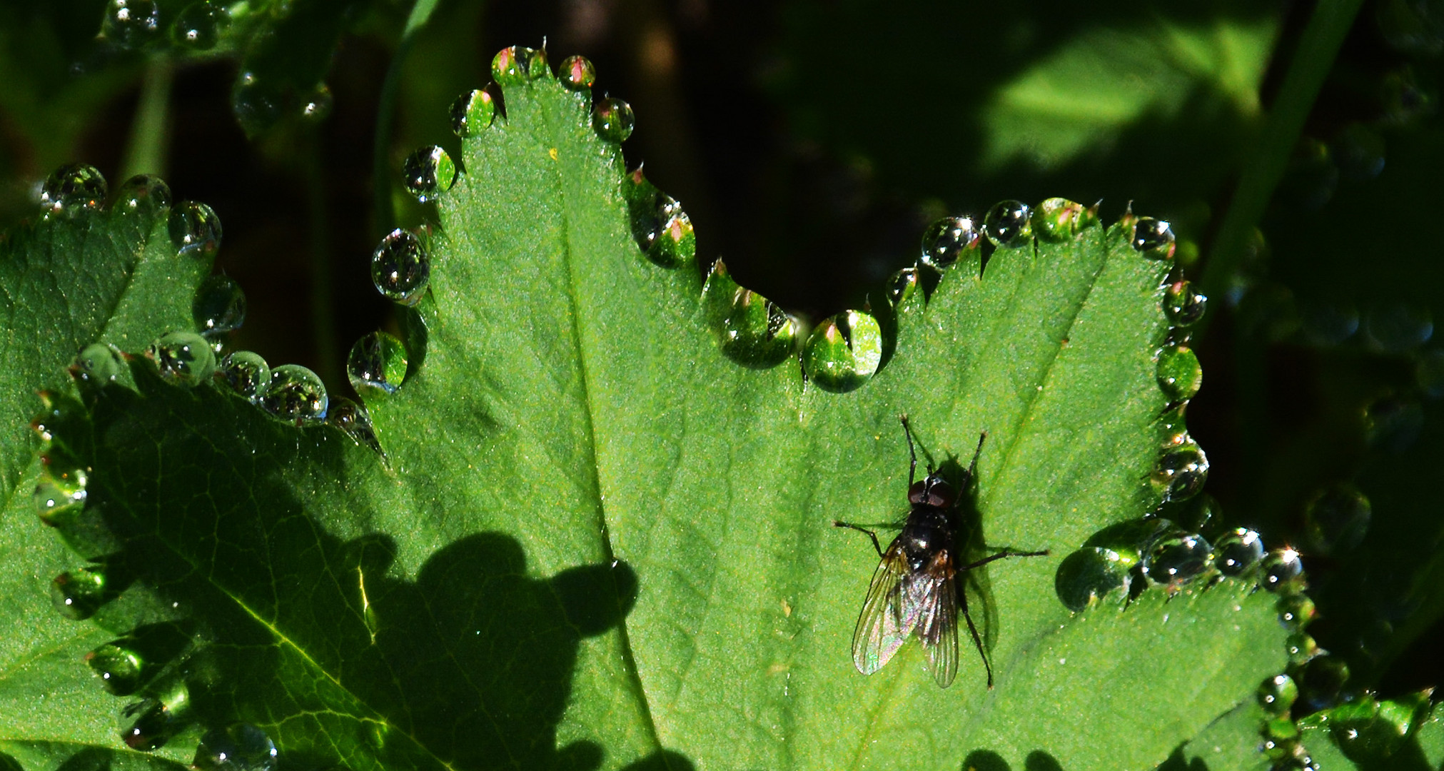 A fly and waterdrops on the leaves