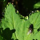 A fly and waterdrops on the leaves