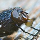 A fly having a "drink"