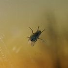 A fly on the window