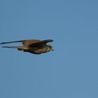 a flying hawk