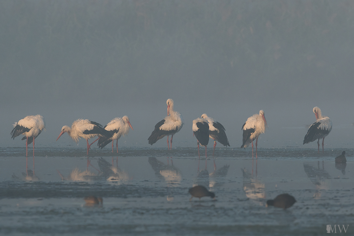 A foggy day