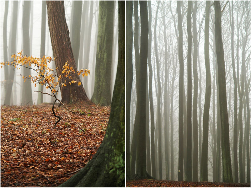 "a foggy day in lo..."hme auf rügen