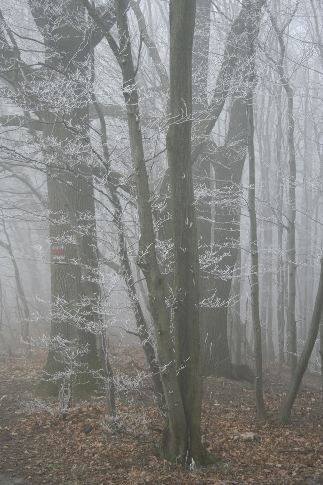 A Foggy Day In Wienerwald
