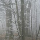 A Foggy Day In Wienerwald