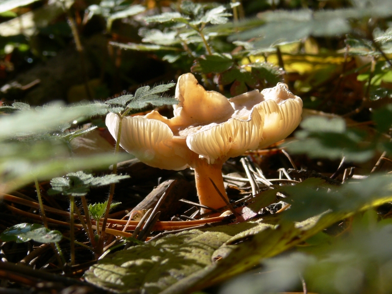 A forest fungi