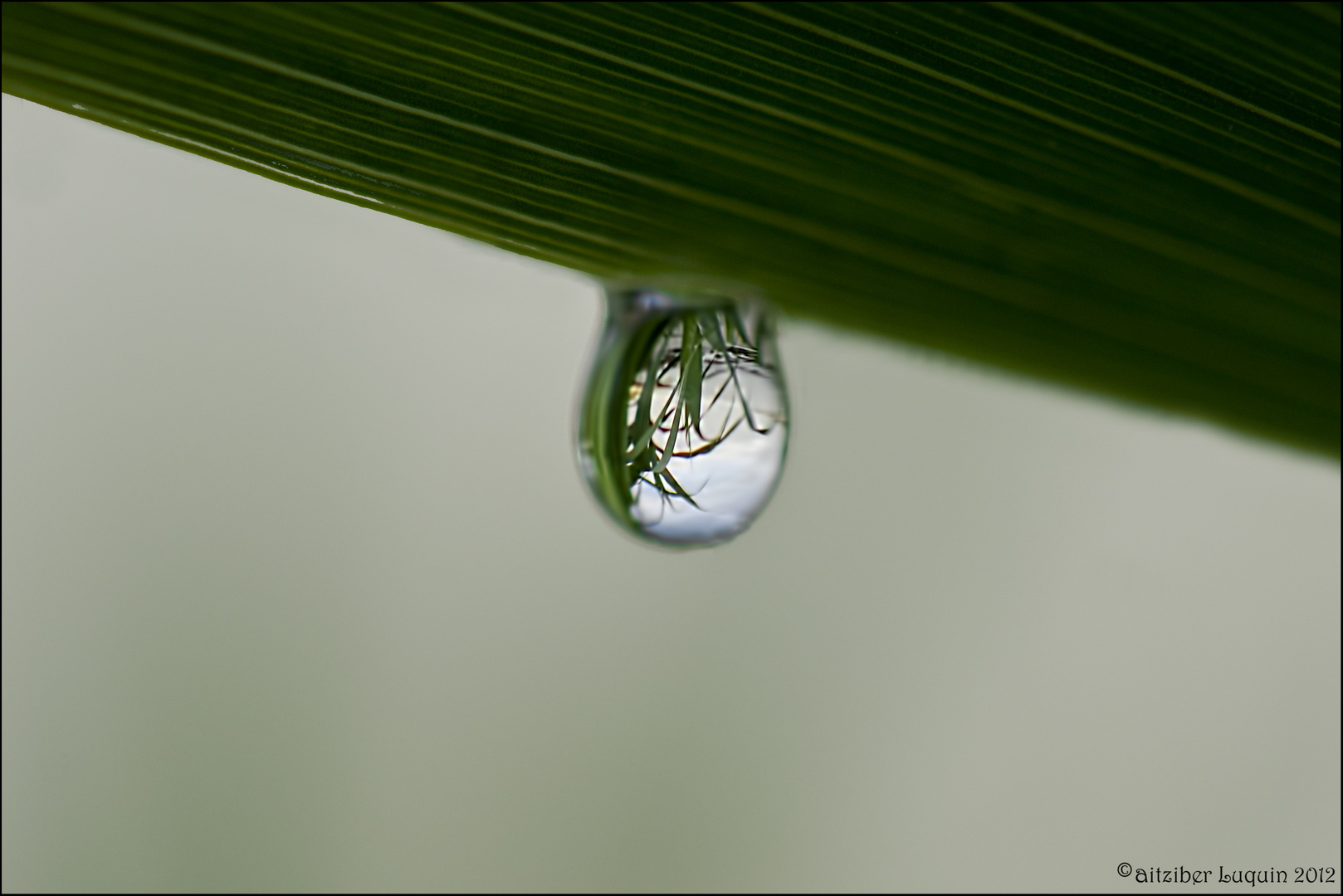 A forest in a drop..