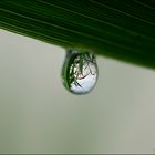 A forest in a drop..