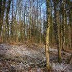 A Forest Near Home