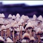 A forest of fungi