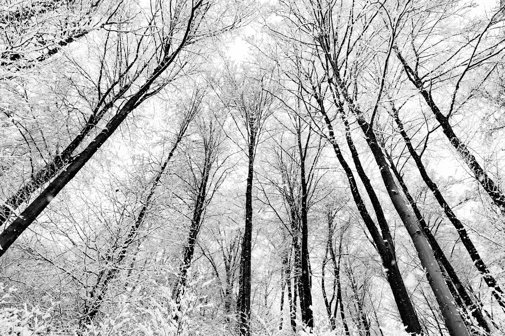 A Forest Of Snow