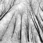 A Forest Of Snow