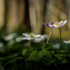 A forest scene in the spring.