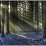 a forest with a fog and sun